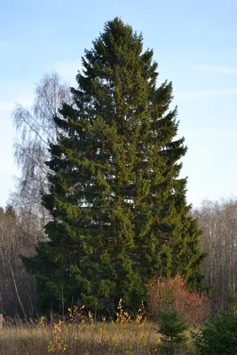 Ель – дерево и древесина – Picea spp.