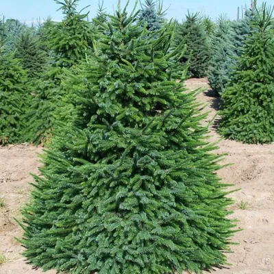 Купить Саженцы Ели сербской (Picea omorika) Р9 оптом/розница