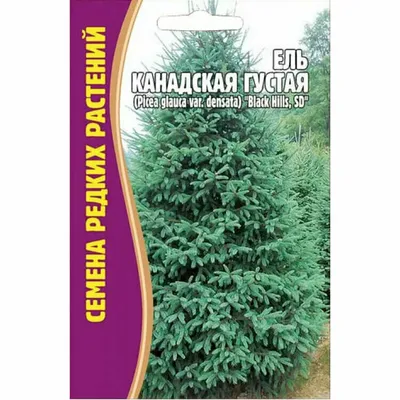 Семена Ели Канадской Густой (Picea glauca var. densata) \"Black hills SD\"  (10 семян) — купить по низкой цене на Яндекс Маркете