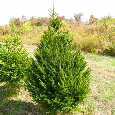 Саженцы Ели восточной (Picea orientalis) Р9 заказать по почте в питомнике  DREVO •1862842421