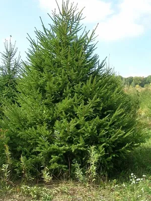 Ель шероховатая (Picea asperata)