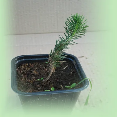 Ель (Picea) - PictureThis