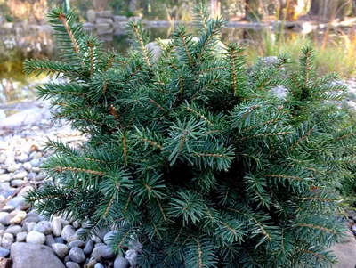 🌿 Саженцы ели Мейера (Picea meyeri)