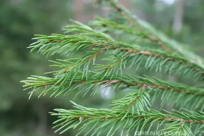 Ель Вильсона \"Picea Wilsonii\" (горшок P9) купить почтой в Одессе, Киеве,  Украине | Agro-Market