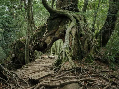Эльфийский лес фото фото