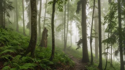 Эльфийский лес - фото и картинки: 31 штук