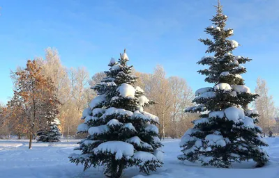 В лесу родилась ёлочка, В лесу она росла…