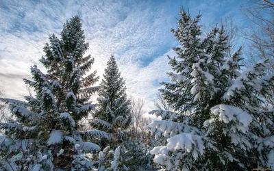 Скачать обои снег, лес, зима, елки, ели разрешение 1920x1200 #48933