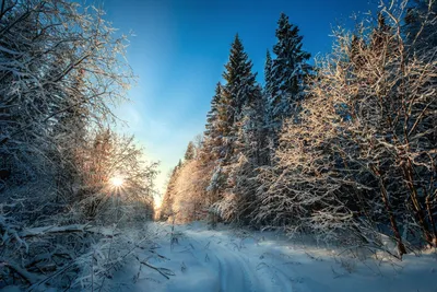 Снежная елка в зимнем лесу стоковое фото. изображение насчитывающей пуща -  158290350