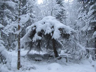Зимние елки. Фотограф Чиж Андрей
