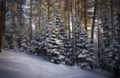 Елка в лесу зимы стоковое изображение. изображение насчитывающей вечер -  168229305