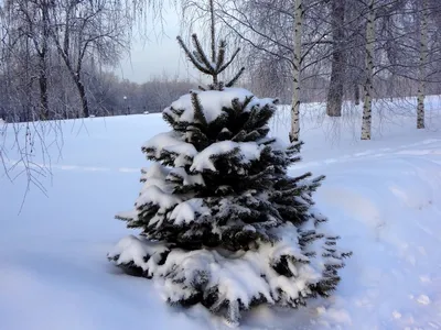 Сказочный зимний лес, елки в снегу
