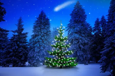 Новогодняя елка в зимнем лесу - Новогодние картинки, рисунки и открытки