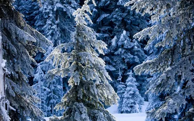 Цена «бесплатной» новогодней елки: как в Челябинской области ищут и  наказывают «черных лесорубов»