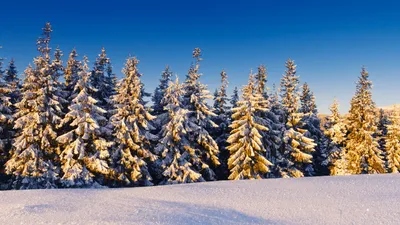 Лес елки зима - фото и картинки: 34 штук