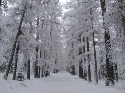 Зимняя елка - 72 фото