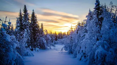 Скачать обои снег, лес, зима, ель, елки разрешение 2560x1600 #49021