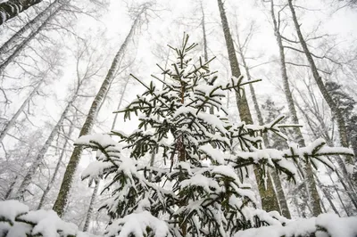 миниатюрные елки из снега Фон Обои Изображение для бесплатной загрузки -  Pngtree