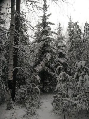 Елочка в лесу - 74 фото