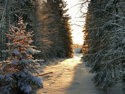 Снег ветки ели новогодней елки в снегу в зимнем лесу | Премиум Фото
