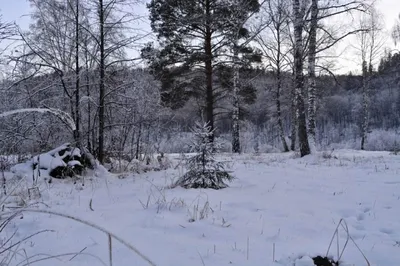 Фото ёлки в лесу зимой: фото, изображения и картинки