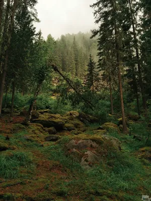 Еловый лес | Пейзажи, Живописные пейзажи, Идеи озеленения