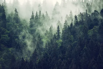 Еловый лес 46х42 (картина) — Иван Иванович Шишкин