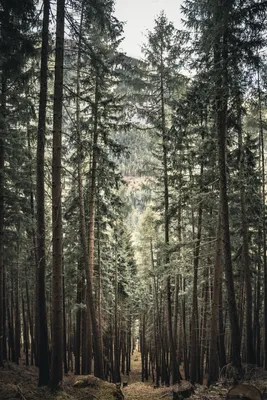Еловый лес | Пикабу