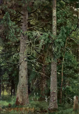 File:Еловый лес (Шишкин).jpg - Wikimedia Commons