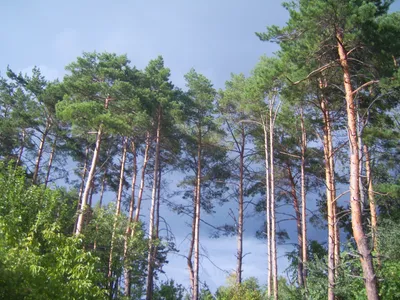 Детальный еловый лес. акварельный …» — создано в Шедевруме