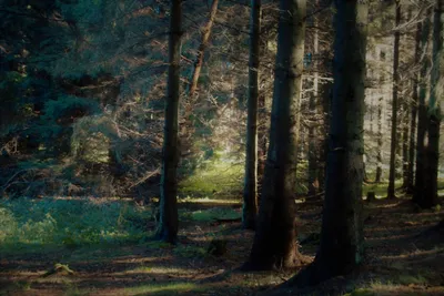еловый лес, освещенный вспышкой солнца. Стоковое Фото - изображение  насчитывающей освещение, зарево: 218655218