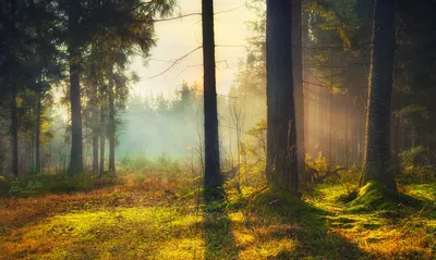 Красивый зимний еловый лес . рассвет…» — создано в Шедевруме