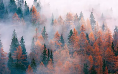 Купить цифровую версию картины: Густав Климт - Еловый лес II | Артхив