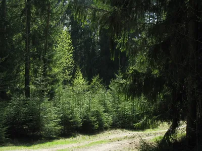 Детальный еловый лес. акварельный …» — создано в Шедевруме