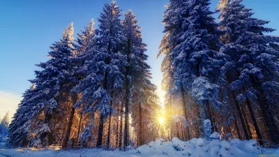 Зимний еловый лес (83 фото) - 83 фото