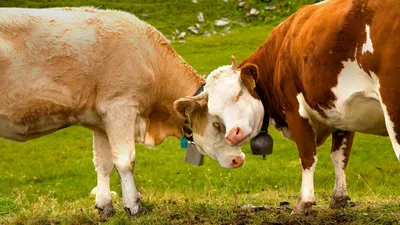 Эндометрит у коров. Комплексная терапия. Metritis in cows. The complex  therapy. - YouTube
