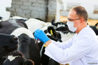 Эндометрит у коров: как справиться с болезнью и не допустить потерь молока  | NoviStem 🧬 Новистем | Дзен