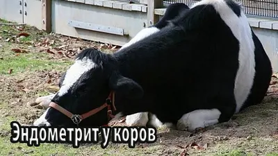 лечение скрытого и хронического эндометрита у коров - YouTube