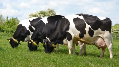 Эндометрит коров. Лечение и профилактика. Тест на антибиотики в молоке -  YouTube