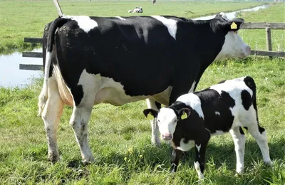 Протоколы лечения эндометрита у коров