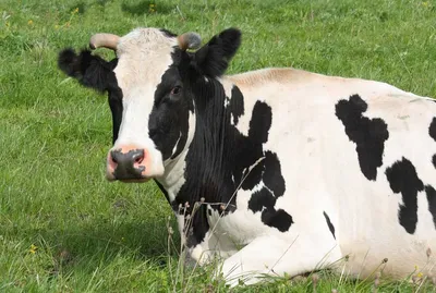 Выездное занятие на молочную ферму – САНКТ-ПЕТЕРБУРГСКИЙ ГОСУДАРСТВЕННЫЙ  УНИВЕРСИТЕТ ВЕТЕРИНАРНОЙ МЕДИЦИНЫ