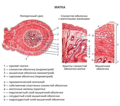 Эндометрит у коров