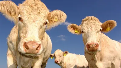 Тимьян заменит антибиотики при лечении коров | Crispy News/Криспи Ньюс