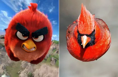 Птица из Angry Birds реально существует, и она еще более отчаянная и  бесстрашная