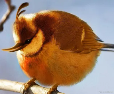 Новая игра про злых птиц: Angry Birds превратится в гонку -  Korrespondent.net