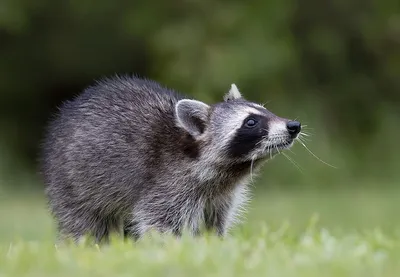 Енот-полоскун -Raccoon. Фотограф Etkind Elizabeth