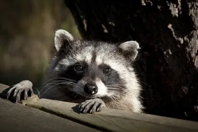 Young Wet Raccoon. Енот-полоскун. Фотограф Etkind Elizabeth