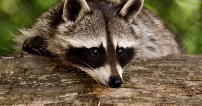 Young Wet Raccoon. Енот-полоскун. Photographer Etkind Elizabeth