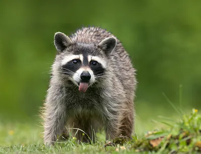 Raccoon Family - Енот- полоскун. Photographer Etkind Elizabeth