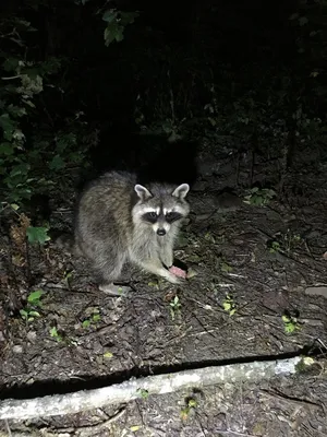 Енот-полоскун -Raccoon. Фотограф Etkind Elizabeth